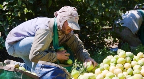 Limón: del galpón a los trabajadores golondrina 
