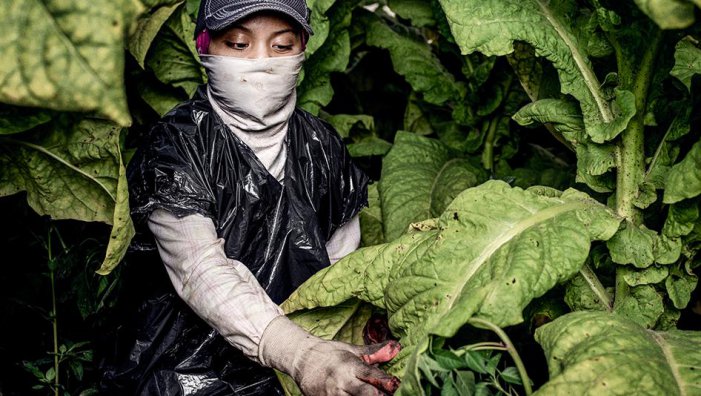 Solicitarán informes y eventuales sanciones a tabacaleras que contratan trabajo infantil en Jujuy